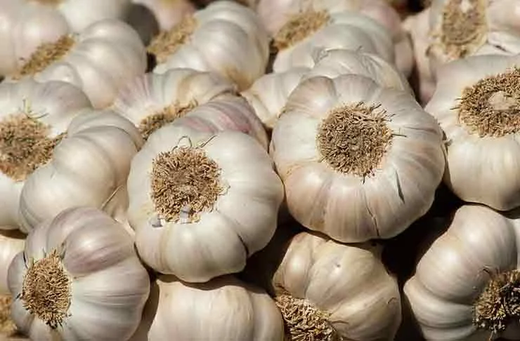 Garlic